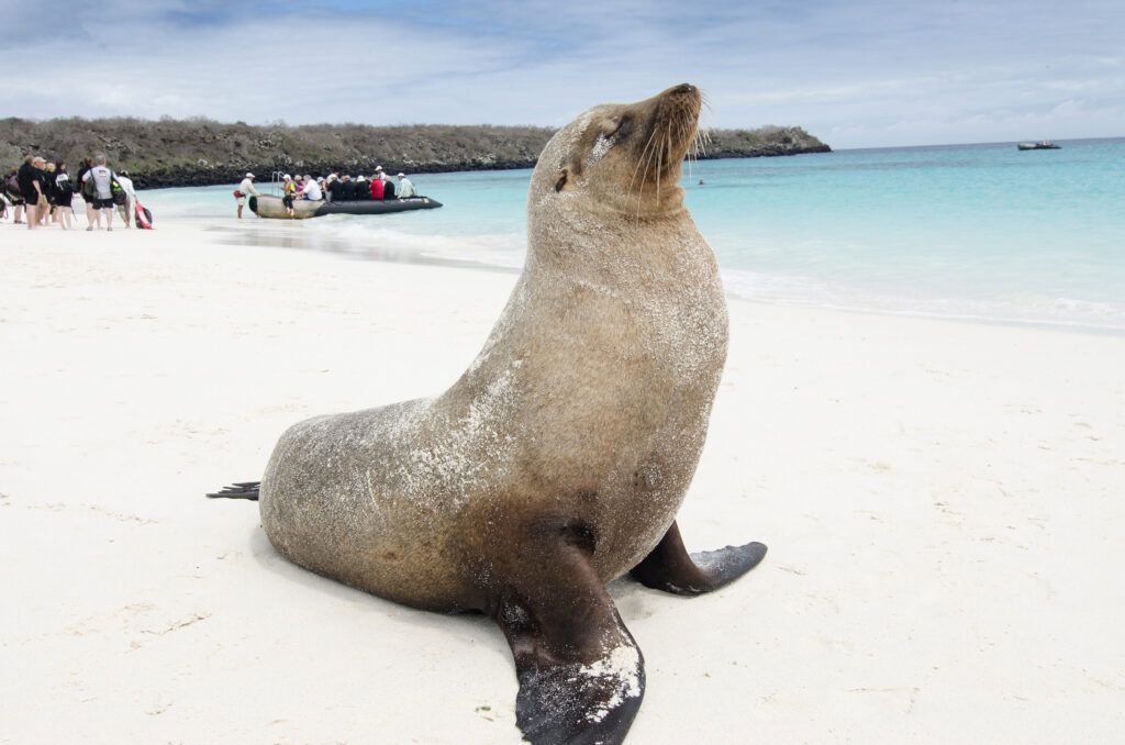 sea lion animal beach galapagos islands