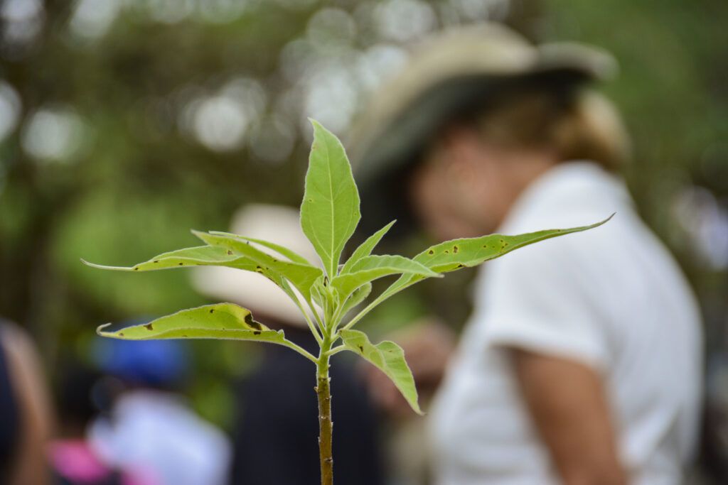 seedling plant tree galapagos islands celebrity cruises